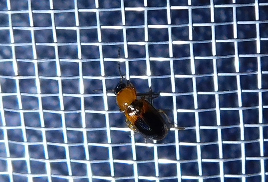 Stenolophus teutonus - nagyfoltos turzásfutó