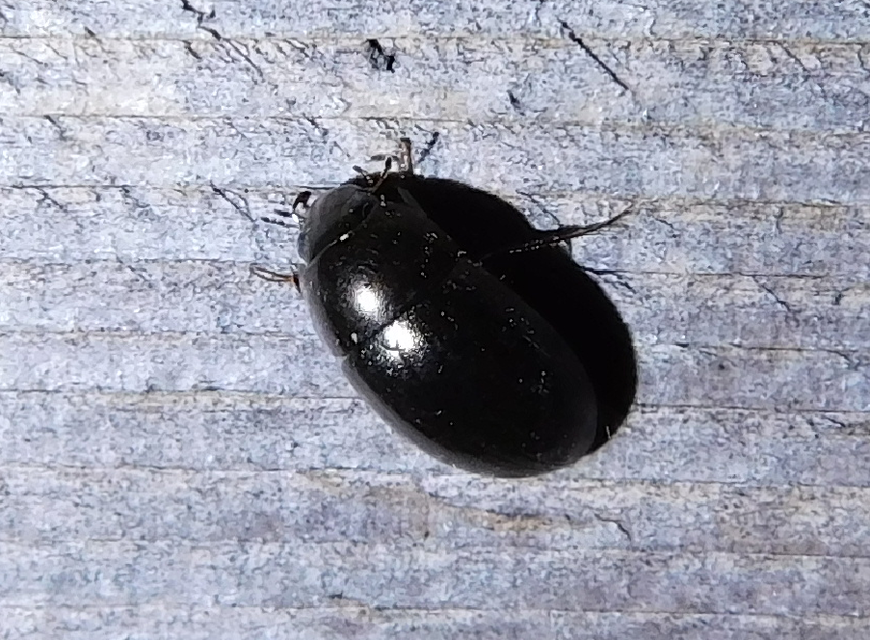Limnoxenus niger - fekete csibor
