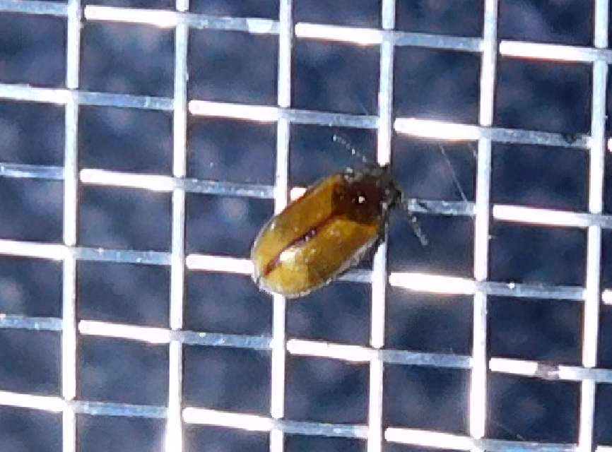 Scirtidae - rétbogárfélék
