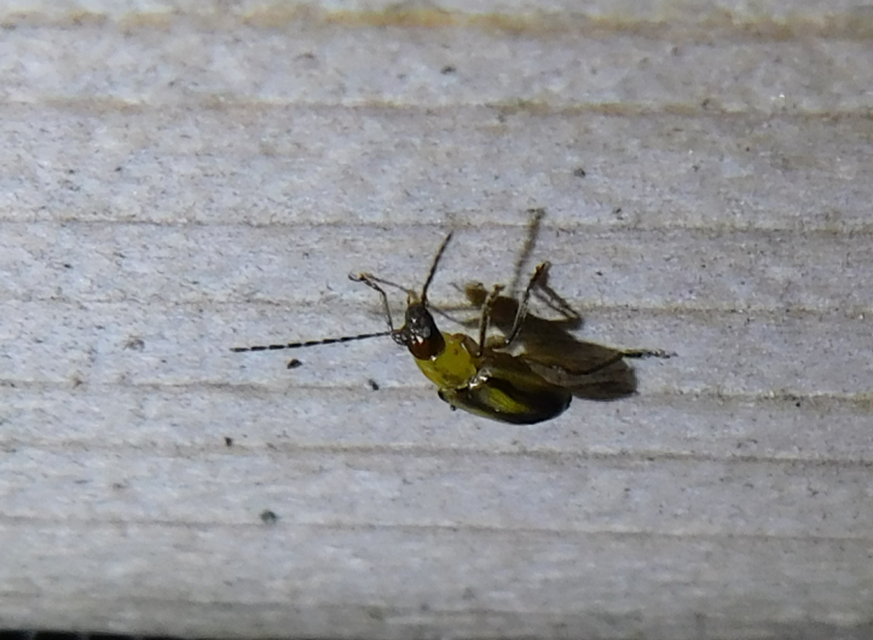 Diabrotica virgifera - amerikai kukoricabogár
