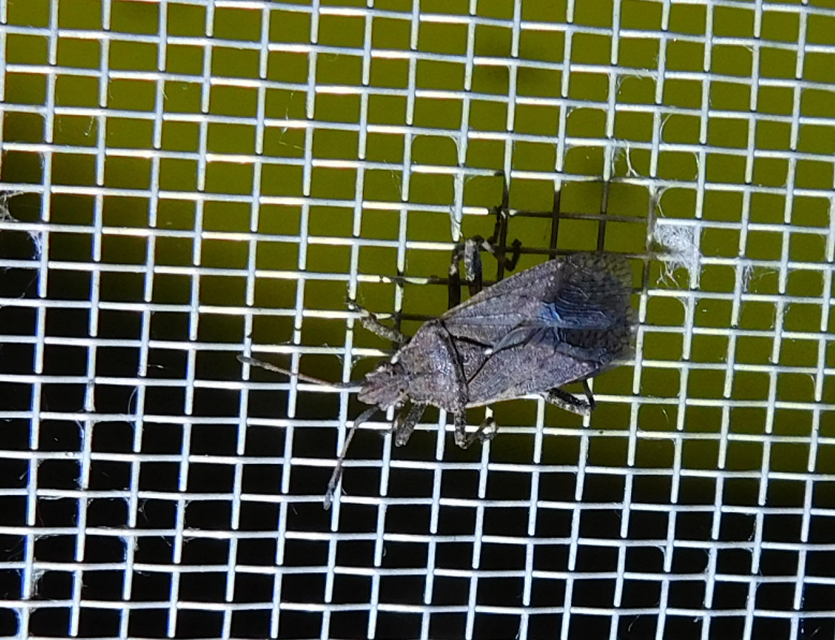 Ceraleptus