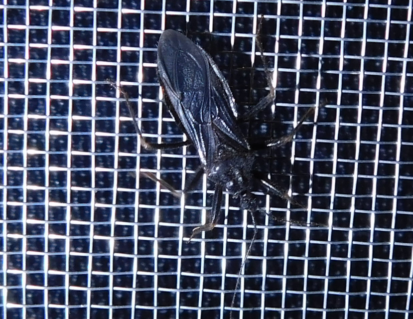 Reduvius personatus - szemetes zugpoloska