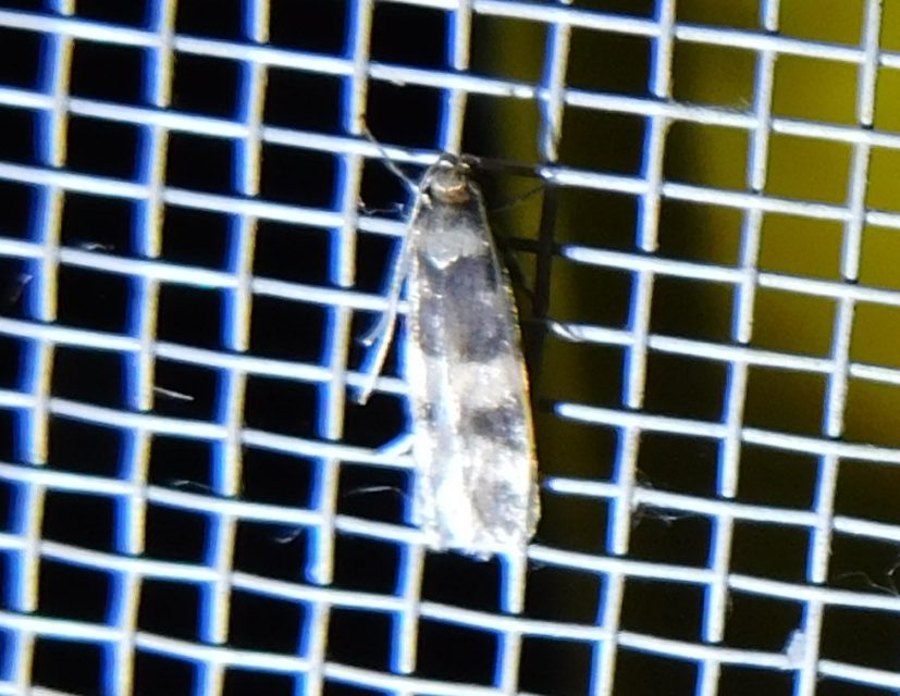 Oegoconia