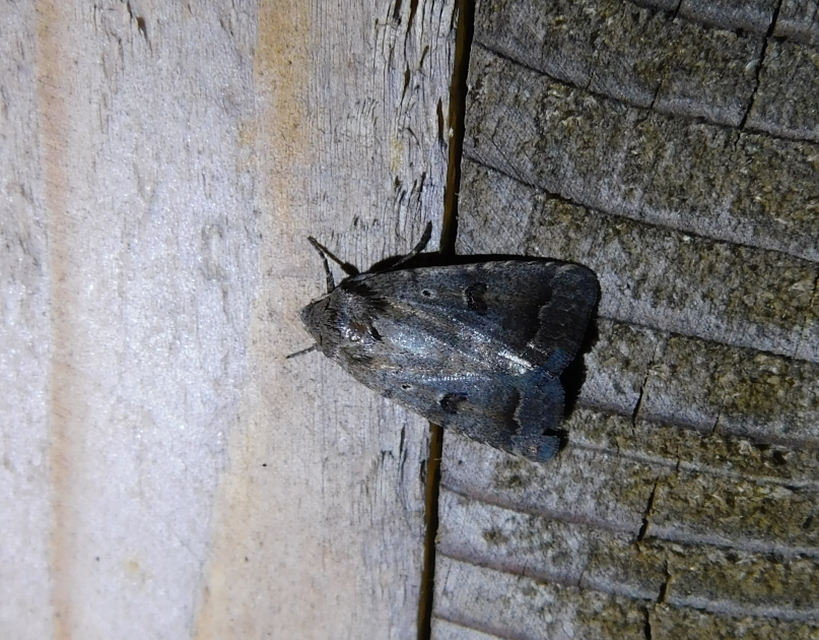 Athetis furvula - homoki lápibagoly