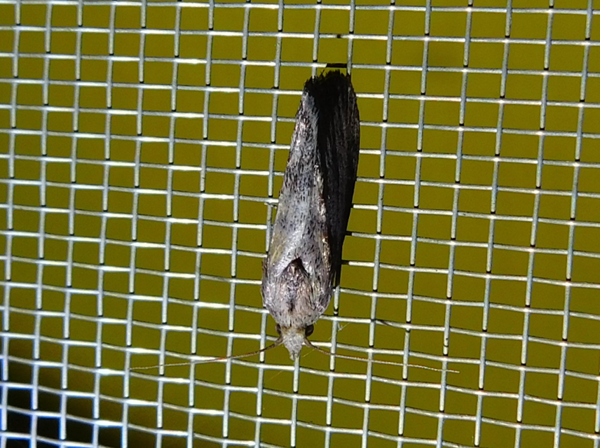 Galleria mellonella - nagy viaszmoly