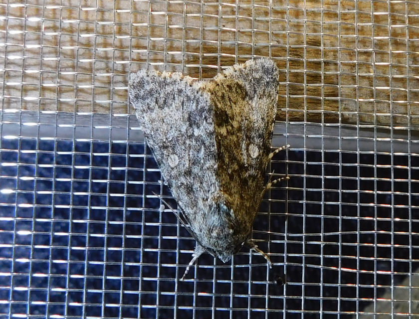 Acronicta megacephala - nagyfejű szigonyosbagoly