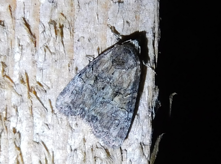 Mesoligia furuncula - kétszínű dudvabagoly