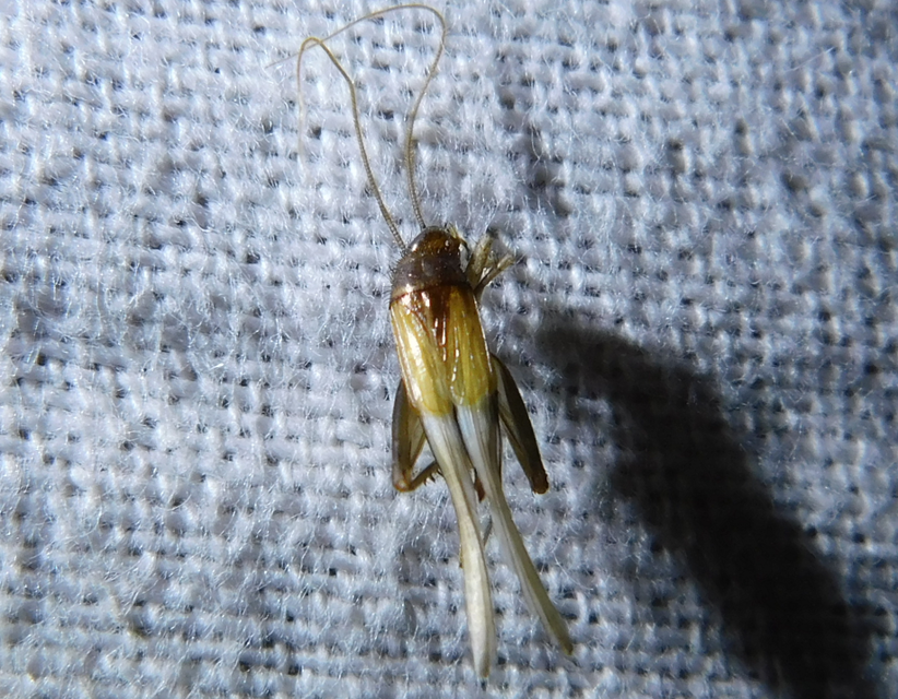 Stenonemobius bicolor ponticus - pontuszi karcsútücsök