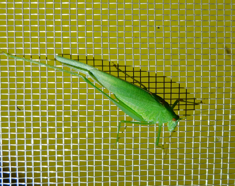 Phaneroptera nana - pontozott repülőszöcske