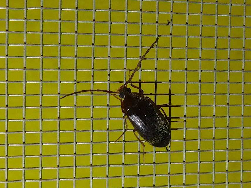 Hymenalia rufipes - rőtlábú alkonybogár