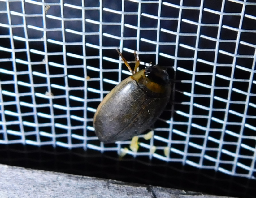 Rhantus