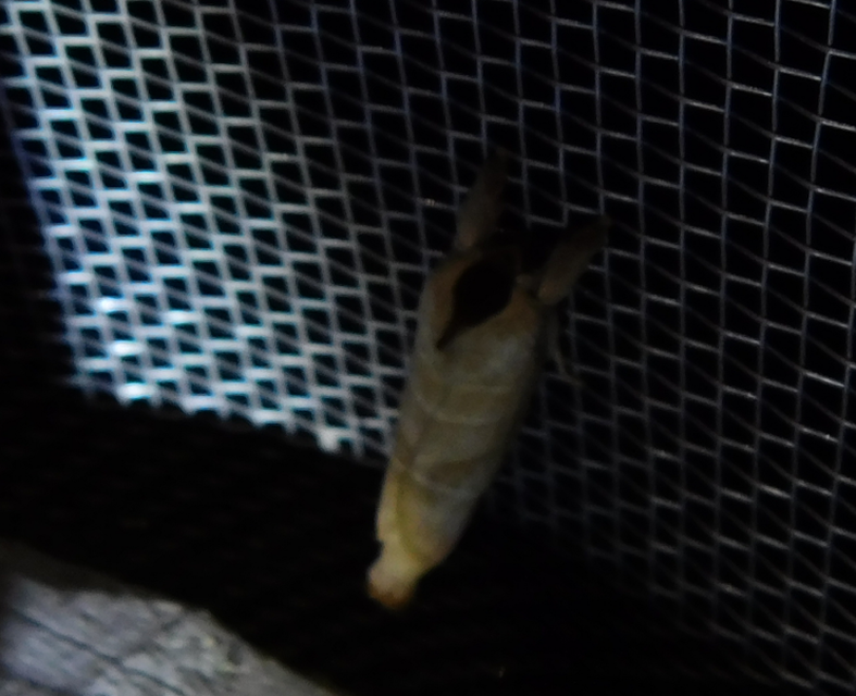Clostera curtula - rövidszárnyú levélszövő