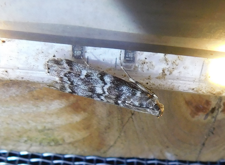 Dioryctria