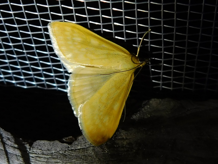 Sitochroa verticalis - világossárga dudvamoly