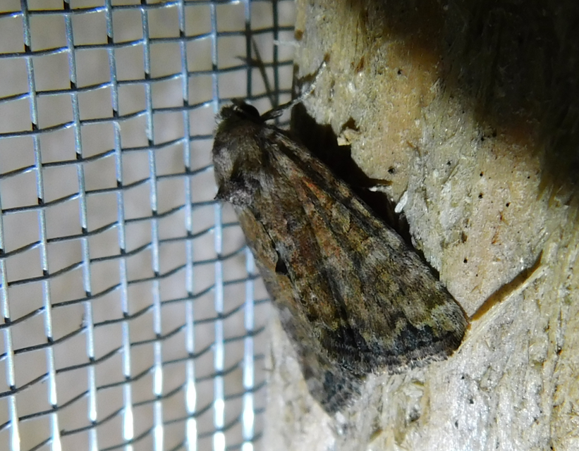 Mesoligia furuncula - kétszínű dudvabagoly