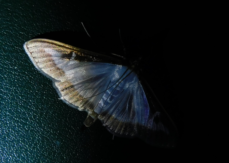 Cydalima perspectalis - puszpáng-tűzmoly