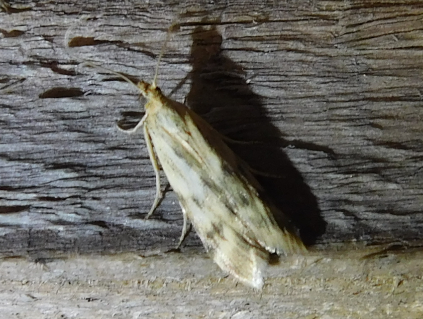 Homoeosoma sinuella - agyagsárga karcsúmoly
