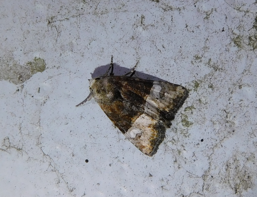 Mesoligia furuncula - kétszínű dudvabagoly