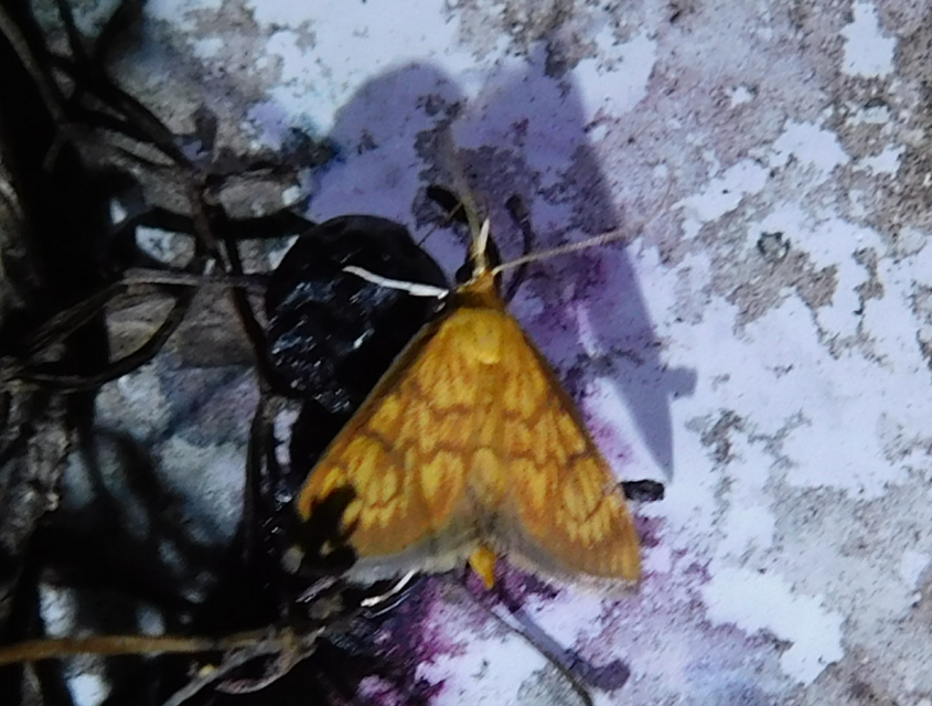 Ecpyrrhorrhoe rubiginalis - rozsdavörös tűzmoly