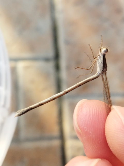 Sympecma fusca - téli rablószitakötő