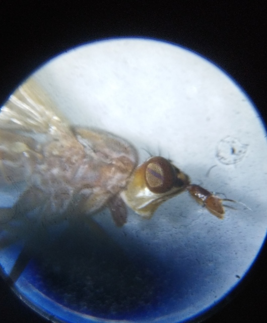 Elgiva cucularia