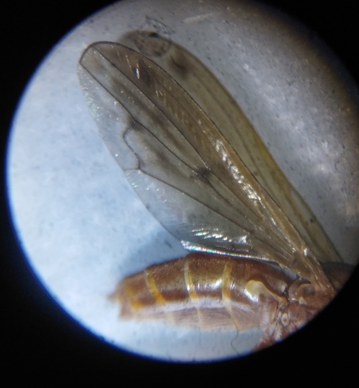 Elgiva cucularia