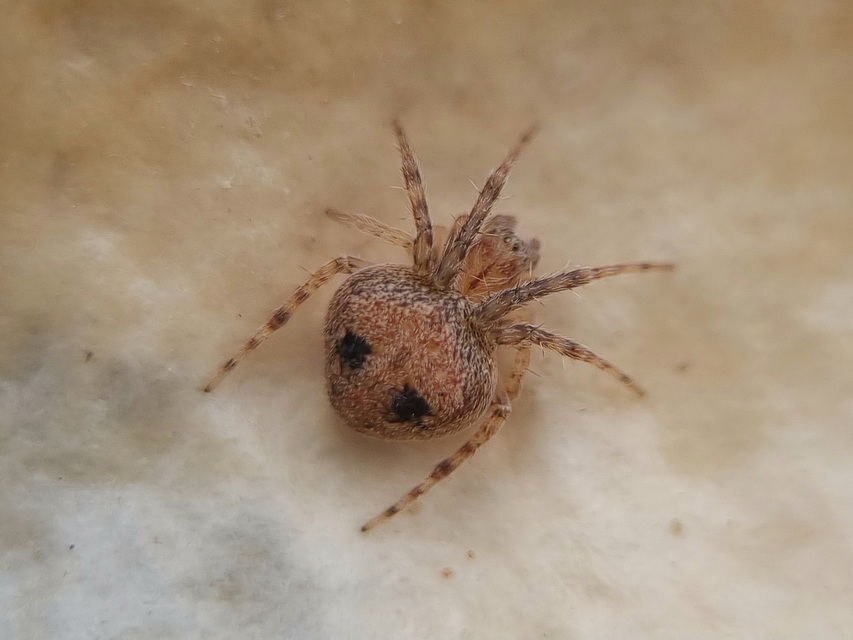 Araneus triguttatus/sturmi