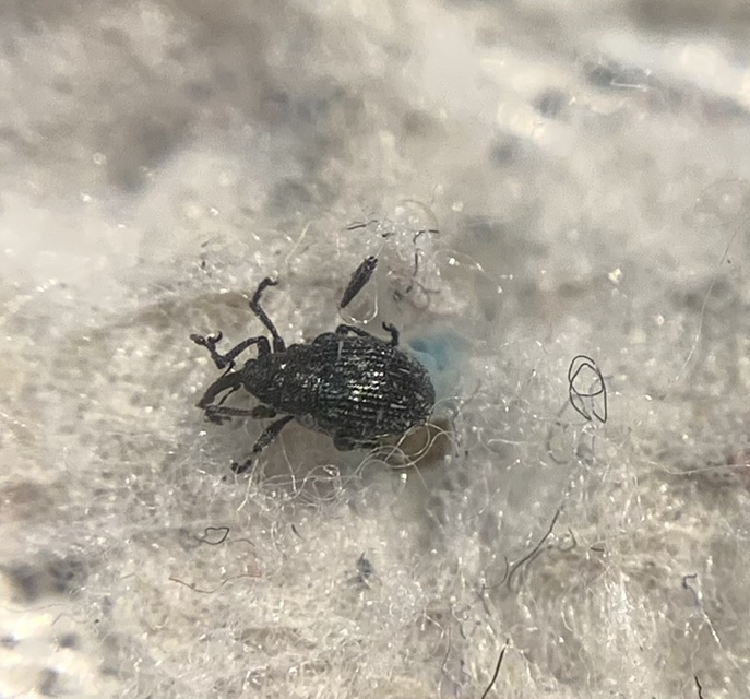Ceutorhynchus hirtulus - lúdfű-ceutormányos