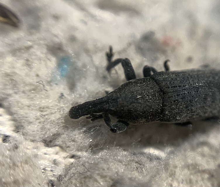Lixus brevipes - vaskosorrú dudvabarkó