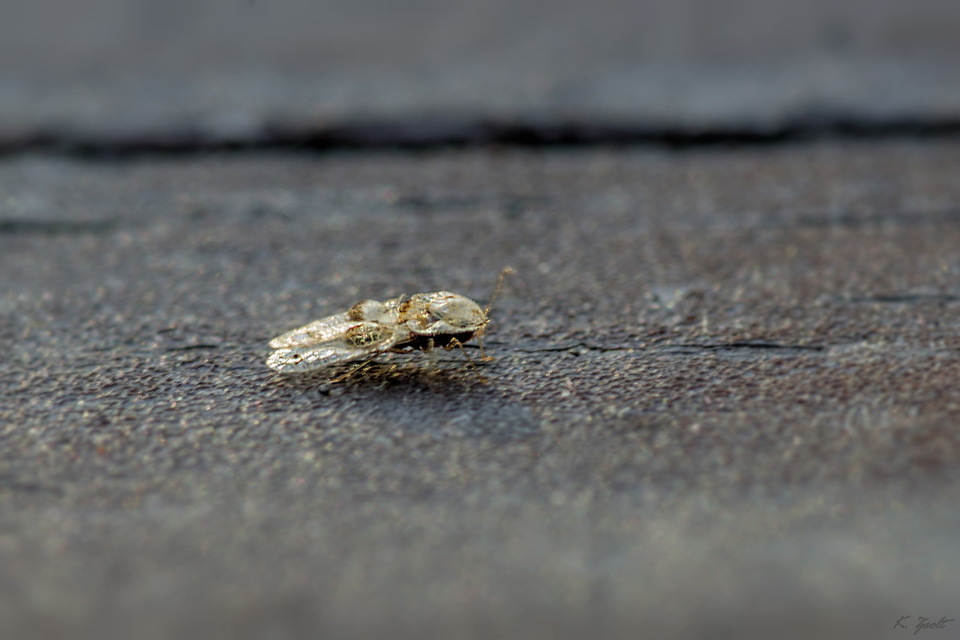 Corythucha arcuata - tölgy-csipkéspoloska