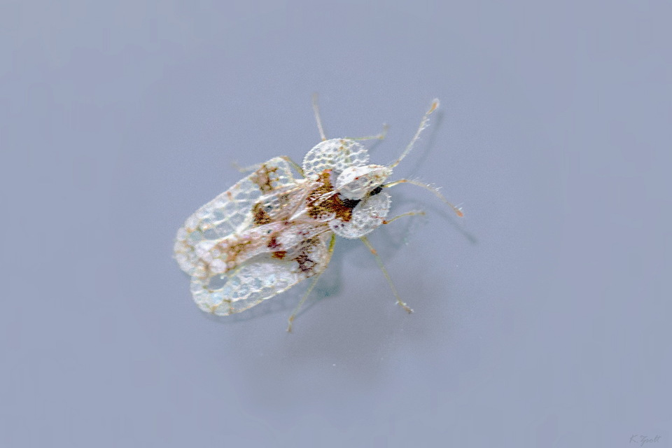 Corythucha arcuata - tölgy-csipkéspoloska