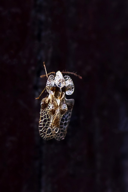 Corythucha arcuata - tölgy-csipkéspoloska