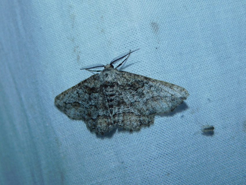 Synopsia sociaria - ürömaraszoló