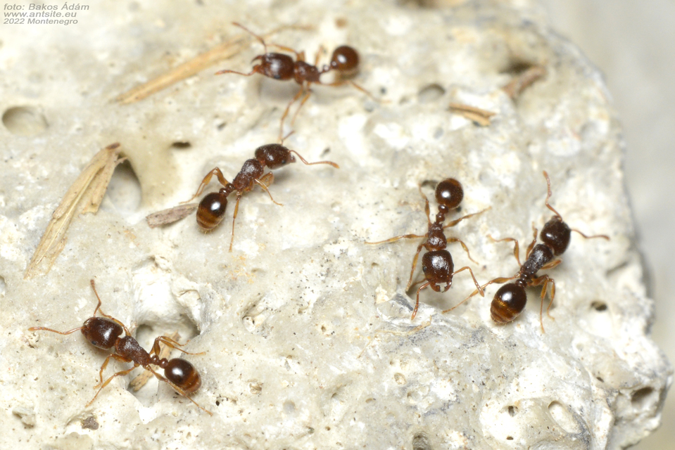 Tetramorium