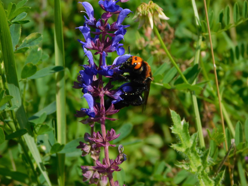 Megascolia maculata - óriás-tőrösdarázs