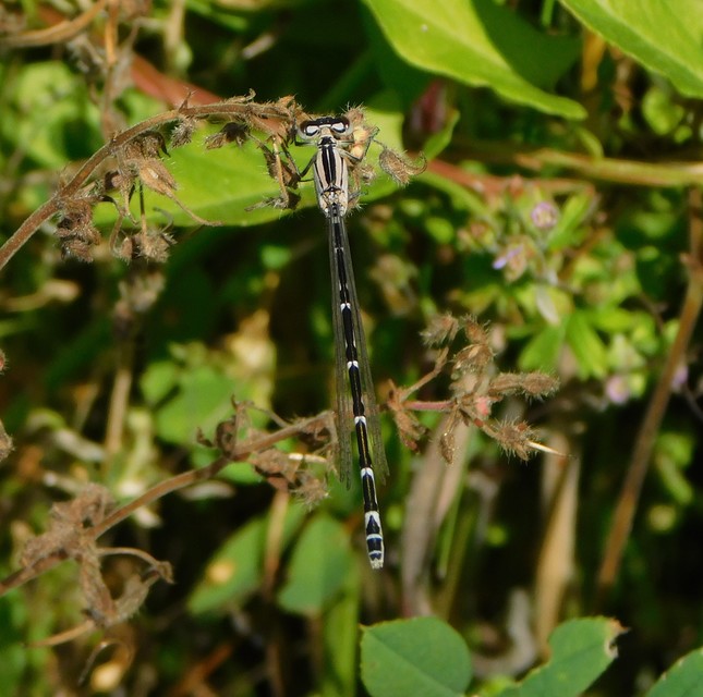 Enallagma cyathigerum - kéksávos légivadász