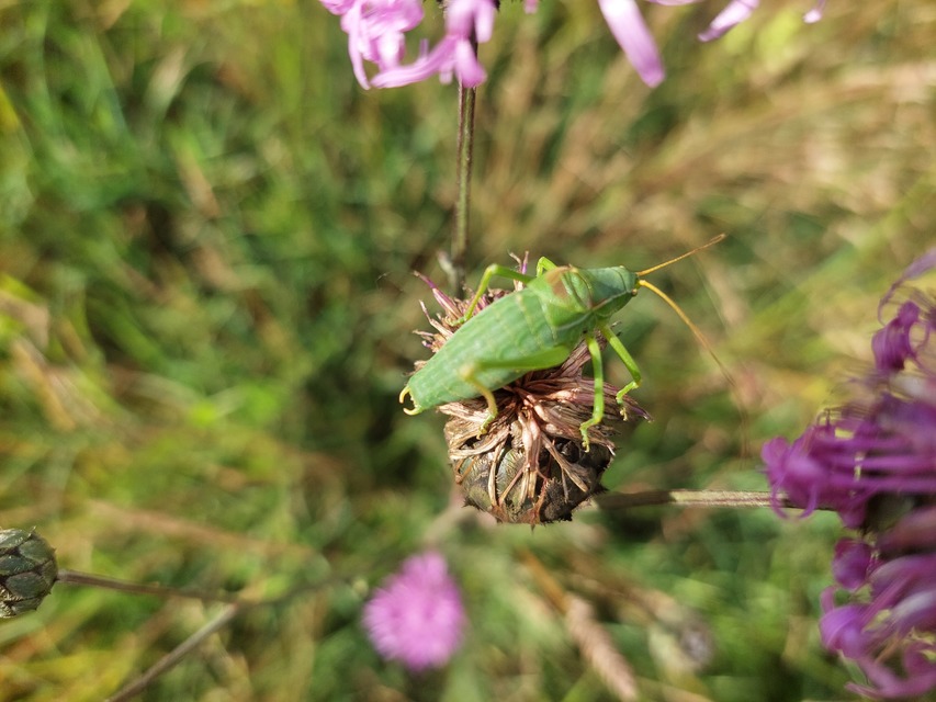 Isophya costata - magyar tarsza