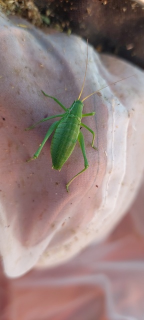 Isophya costata - magyar tarsza