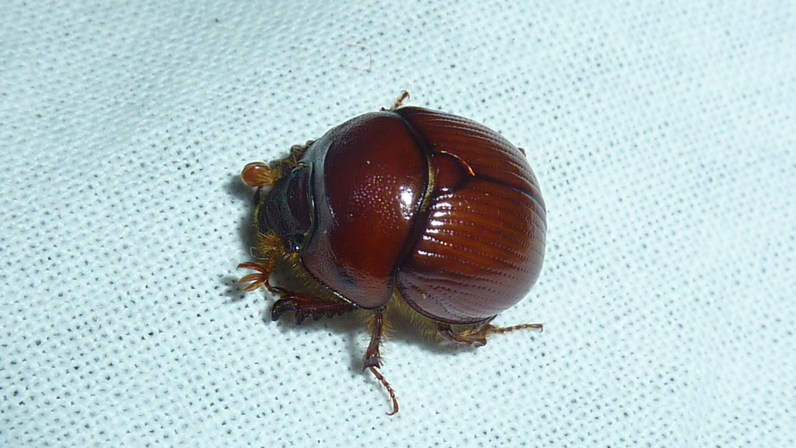 Bolbelasmus unicornis - szarvas álganéjtúró