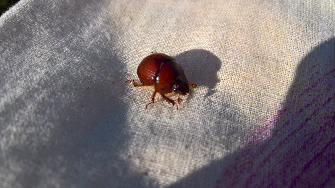 Bolbelasmus unicornis - szarvas álganéjtúró