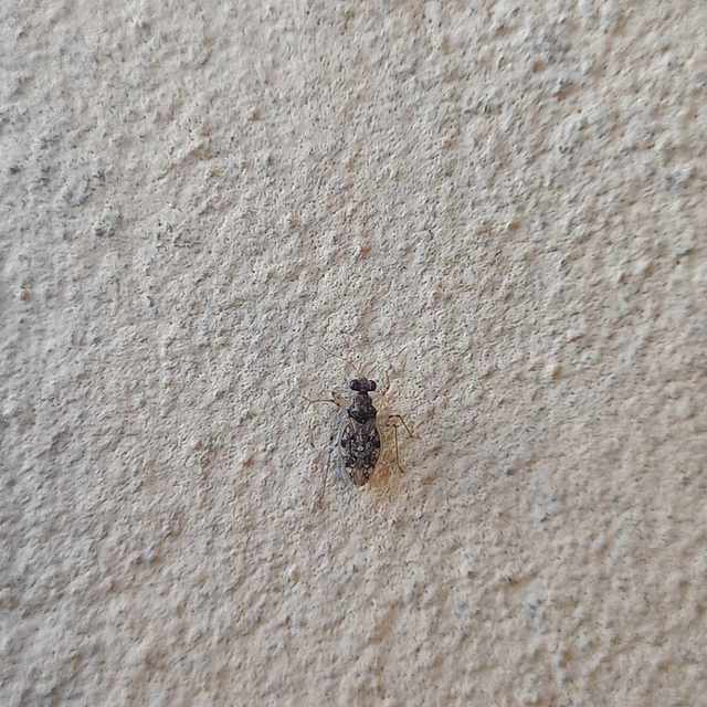 Leptopus marmoratus - kövipoloska