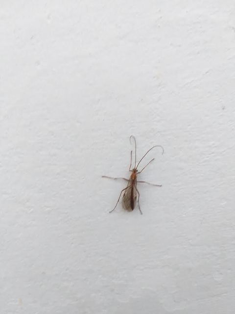 Ophion obscuratus