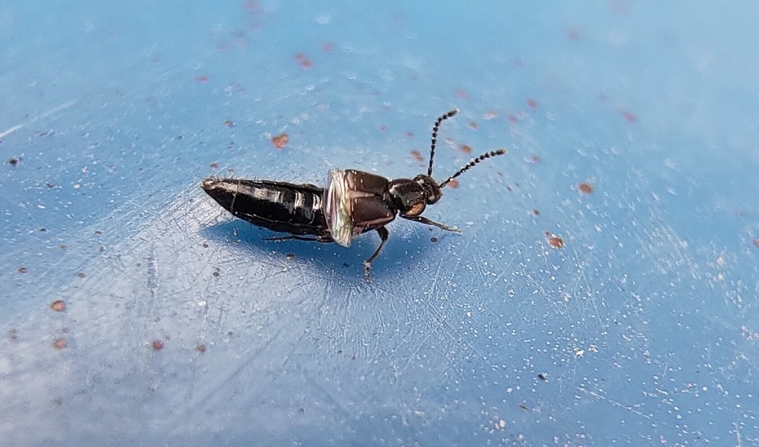 Philonthus