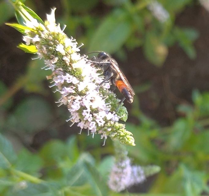 Sphecidae - kaparódarazsak