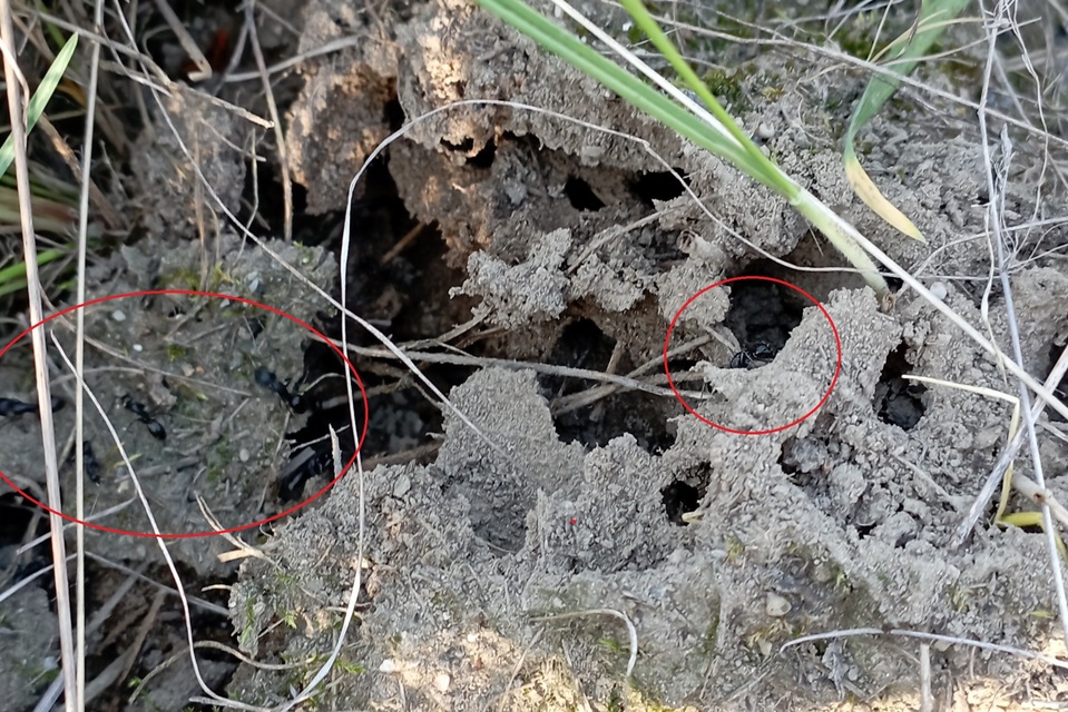 Camponotus aethiops - szőrös lóhangya