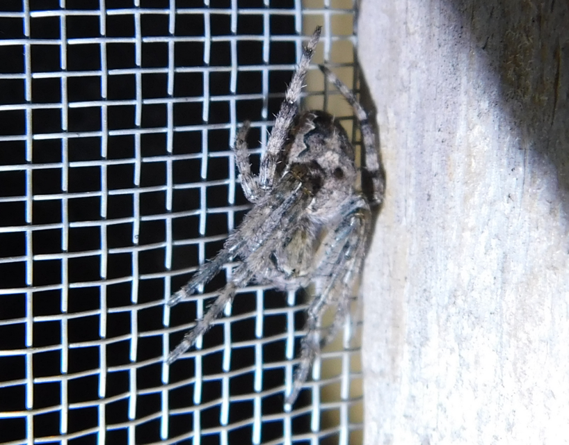 Larinioides