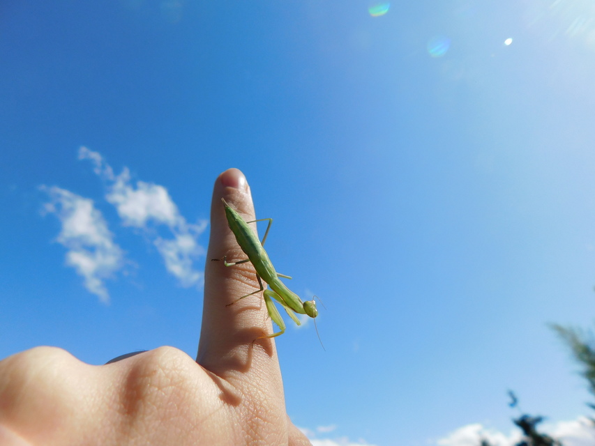 Mantis religiosa - imádkozósáska
