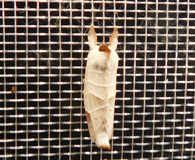 Clostera curtula - rövidszárnyú levélszövő