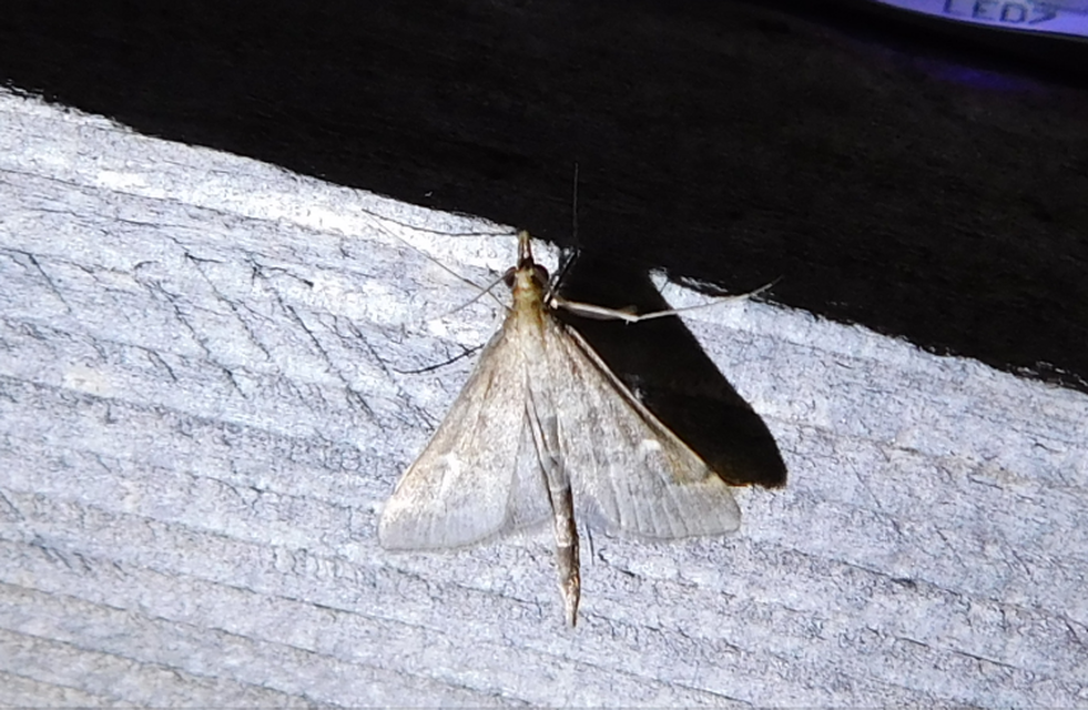 Dolicharthria punctalis - hosszúlábú tűzmoly