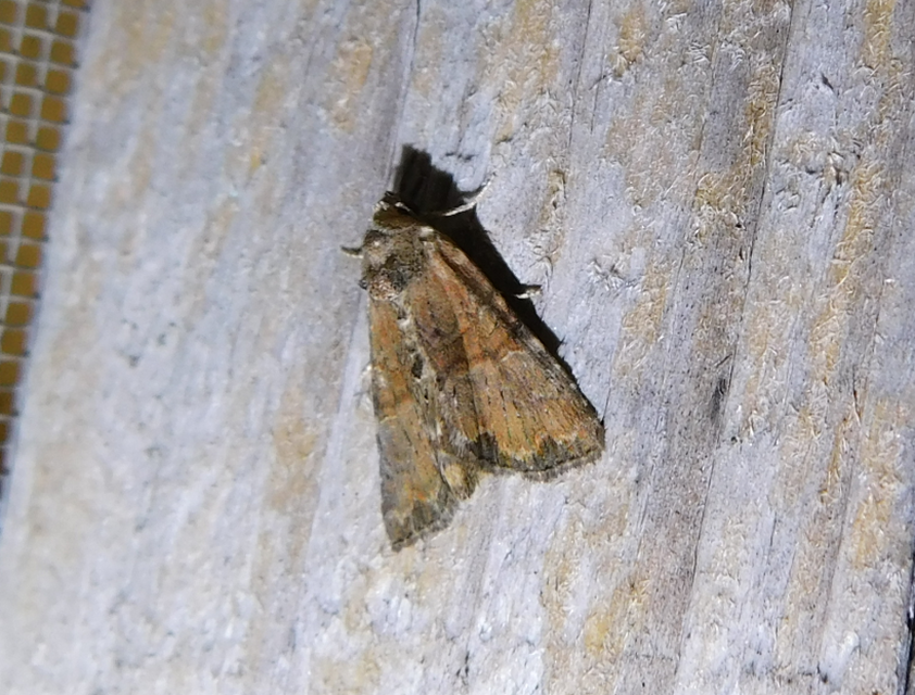 Mesoligia furuncula - kétszínű dudvabagoly